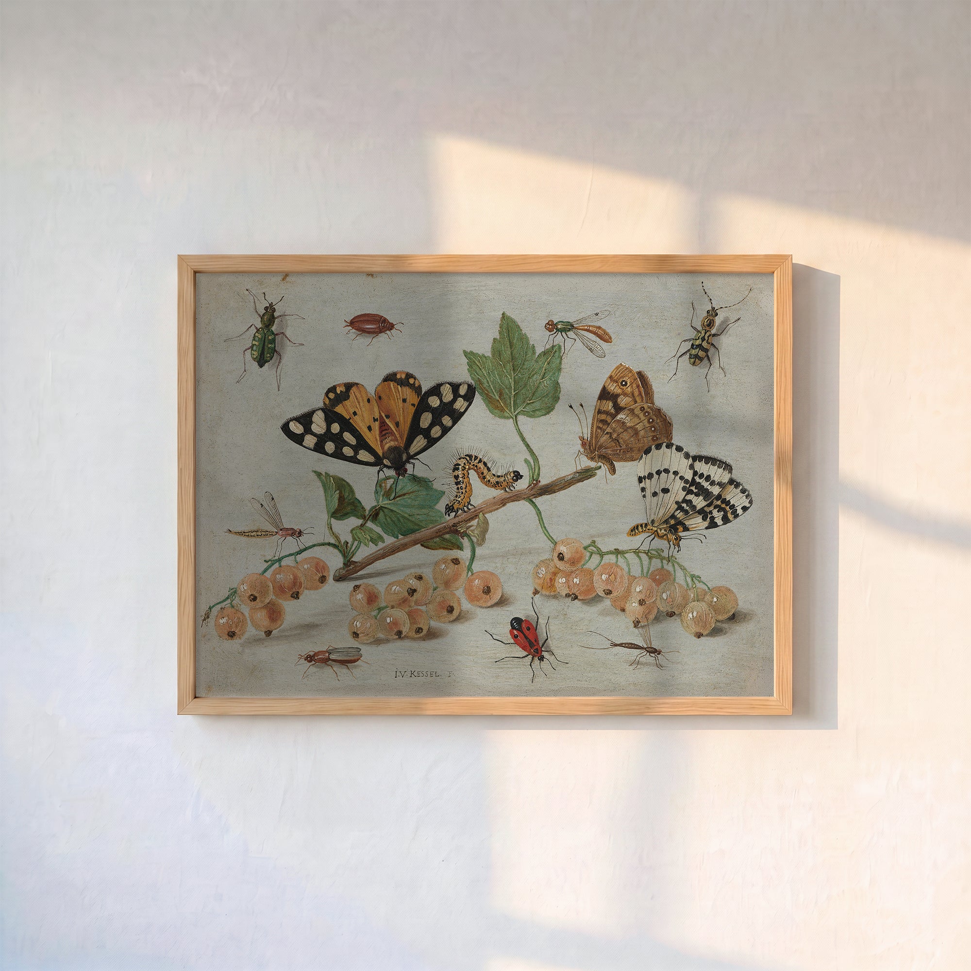 Jan van Kessel - Beyaz Frenk Üzümleri ve Böcekler Poster Baskı