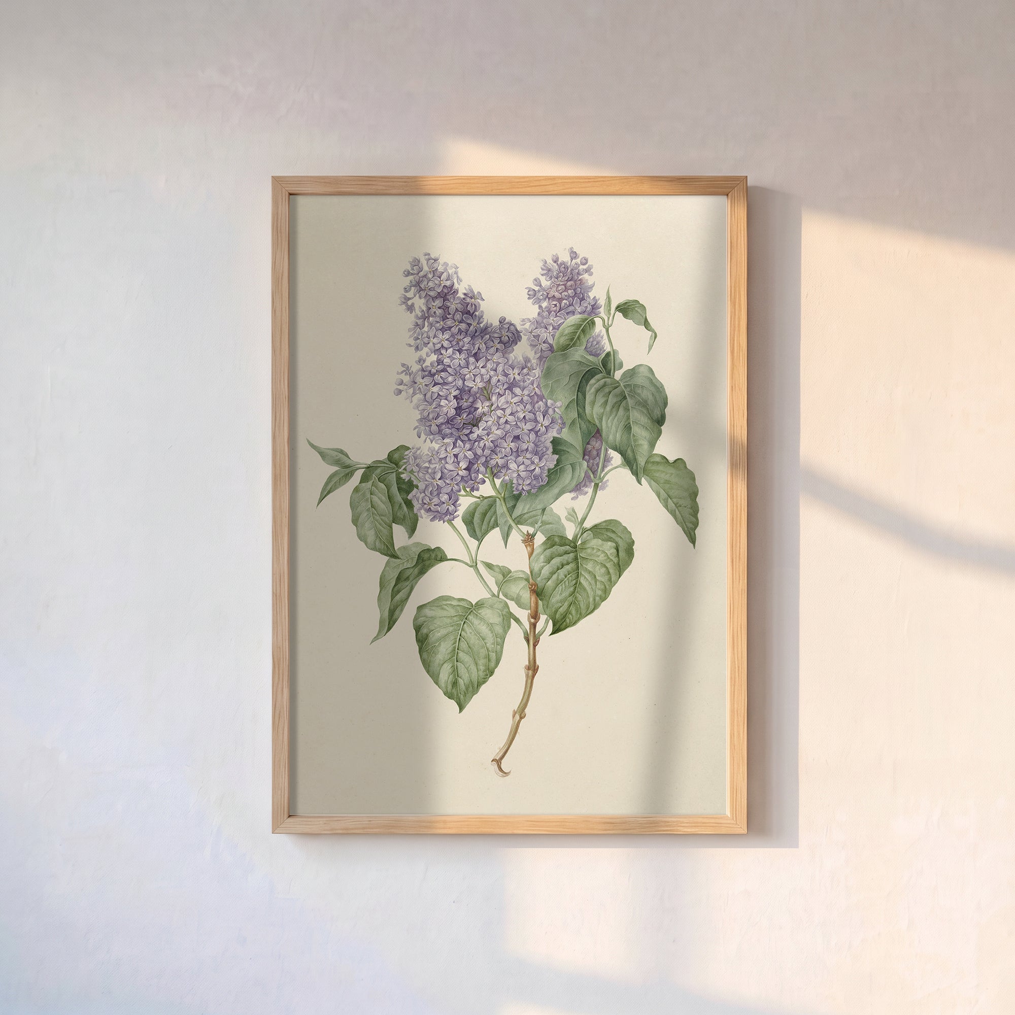Leylak Çiçekleri Botanik Poster Baskı