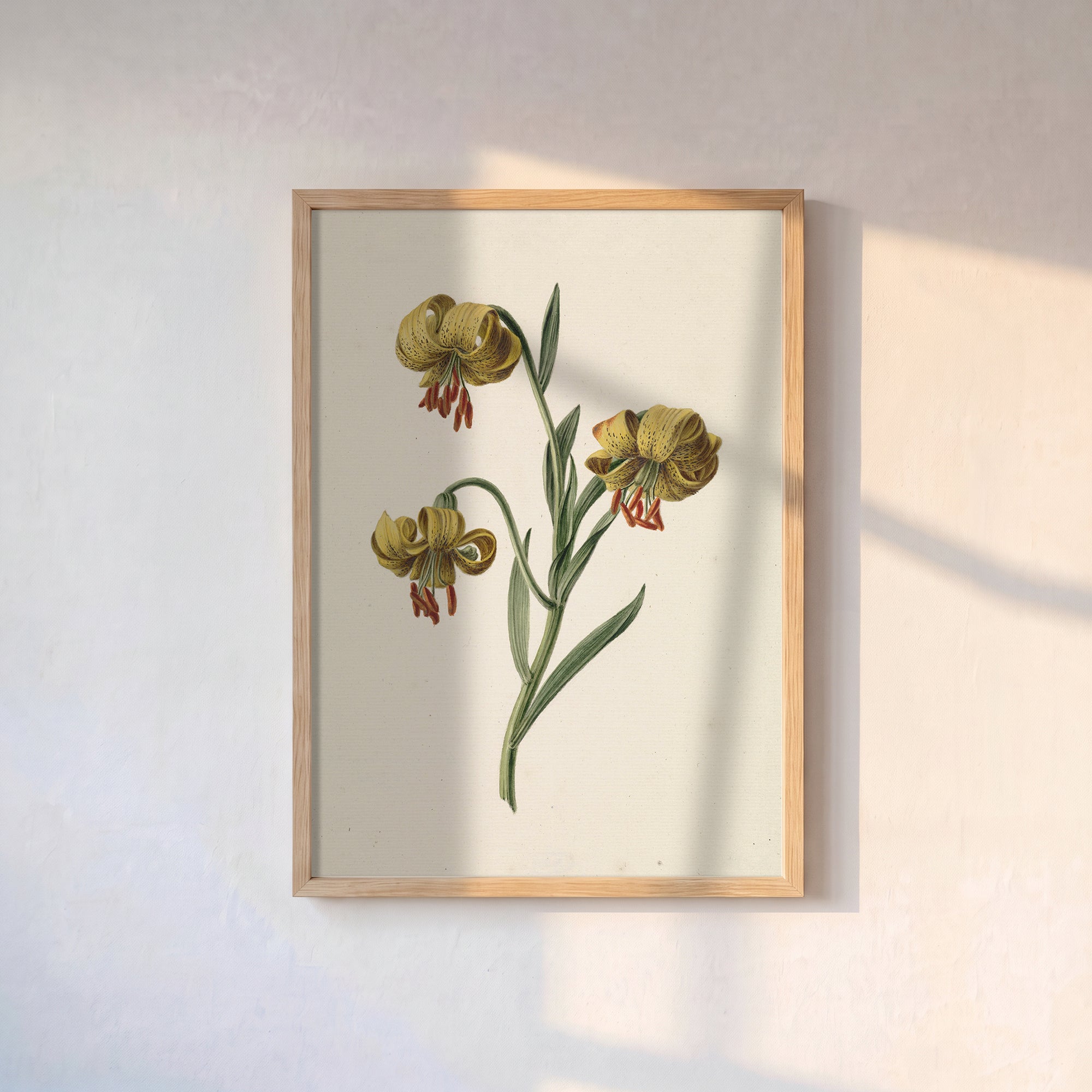 Sarı Martagon Zambağı Poster Baskı