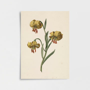 Sarı Martagon Zambağı Poster Baskı