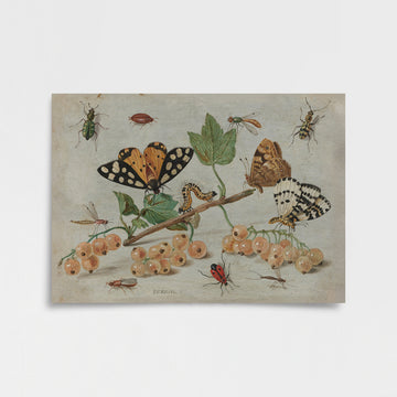 Jan van Kessel - Beyaz Frenk Üzümleri ve Böcekler Poster Baskı